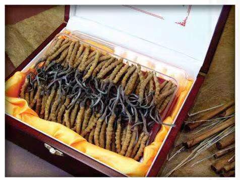 多文镇冬虫夏草回收